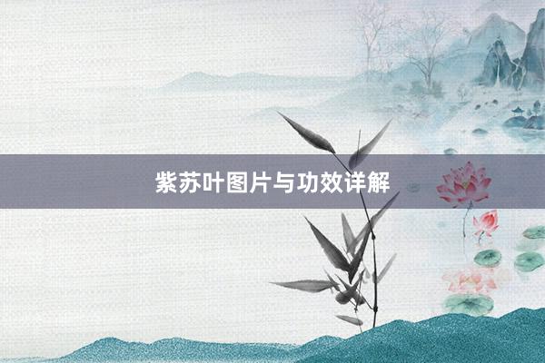 紫苏叶图片与功效详解